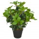 Dirbtinis augalas-lauramedis su vazonu, žalios spalvos, 40cm