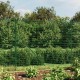 Vielinė tinklinė tvora, žalia, 2x10m, galvanizuotas plienas