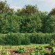 Vielinė tinklinė tvora, žalia, 2,2x10m, galvanizuotas plienas