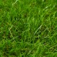 Dirbtinė žolė, 1,5x10m/40mm, žalios spalvos